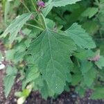 Chenopodium giganteum ᱥᱟᱠᱟᱢ