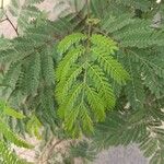 Albizia julibrissinBlad