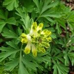 Corydalis nobilis Blüte