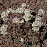 Ipomopsis congesta Habit