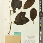 Orthomene hirsuta Leaf