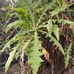 Sonchus congestus Blatt