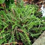 Filipendula vulgaris 叶