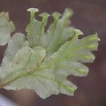 Trichomanes erosum Folha