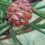 Pinus rigida फल