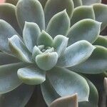 Echeveria elegans 叶