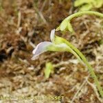 Pinguicula crystallina Žiedas