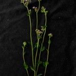 Conocliniopsis prasiifolia Folha