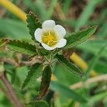 Sida alba Flower