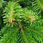 Abies alba Лист