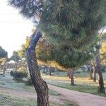 Pinus pinea Folha