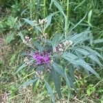 Vernonia fasciculata Flor