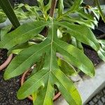 Stenocarpus sinuatus Leaf