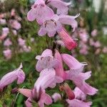 Penstemon barbatus花