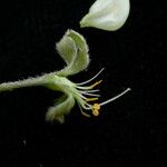 Crotalaria albida Costuma