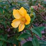 Hypericum × hidcoteenseKwiat