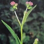 Cynoglossum germanicum