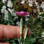 Dianthus sylvestris Цвят