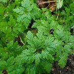 Erodium cheilanthifoliumЛіст