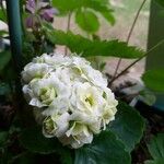 Kalanchoe aromatica Flower