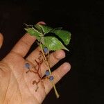 Parthenocissus inserta Owoc