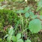Goodyera repens Цветок