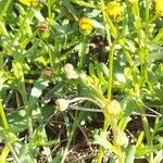 Cotula coronopifolia Λουλούδι