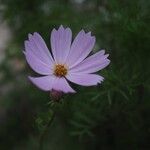 Cosmos bipinnatusÕis