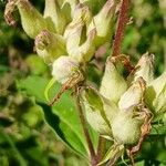 Saponaria officinalis Frukto