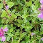 Thymus praecox List