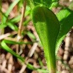 Cerastium holosteoides Ліст