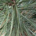 Pinus flexilis Leht