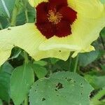 Hibiscus calyphyllus Цвят