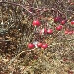 Rosa carolina Frucht