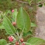 Malus domestica Blad