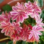 Lewisia cotyledon Other