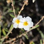 Helianthemum violaceum Blüte