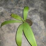 Molineria capitulata Leaf