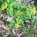 Thaspium barbinode Flower