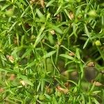 Gypsophila muralis Leaf