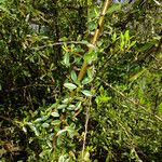 Pyracantha angustifolia Кора
