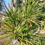 Sciadopitys verticillata Likasa
