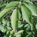 Acer carpinifolium List