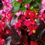 Begonia cucullataFlor