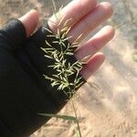 Eragrostis barrelieri Fruit