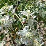 Euphorbia marginata Flower