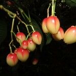 Chrysochlamys nicaraguensis Fruit