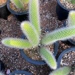 Cleistocactus winteri Leht