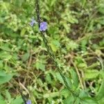 Stachytarpheta jamaicensisFlower