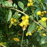 Duranta mutisii Fruit